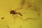 Fossil Mites, Beetle, Flies And Springtails In Baltic Amber #120675-2
